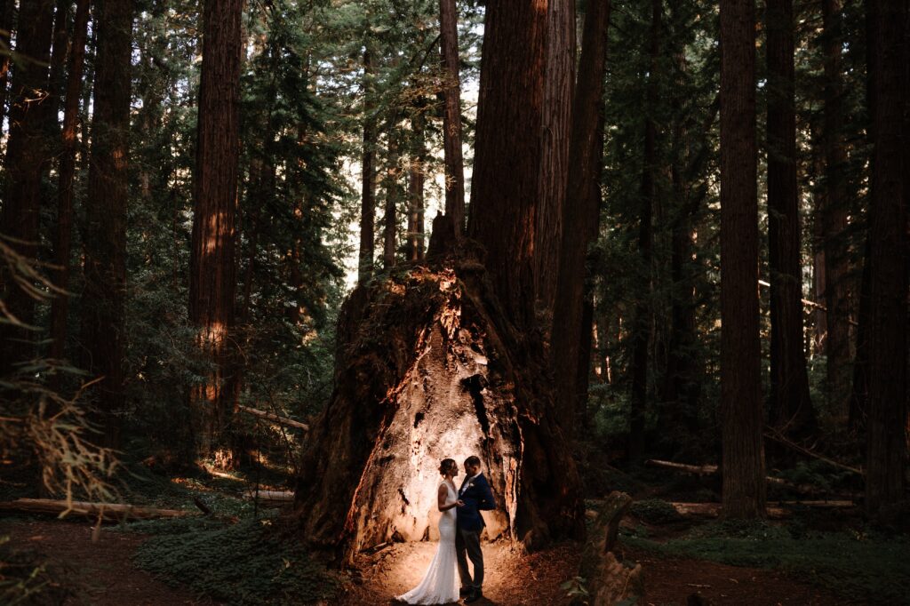 Newlyweds explore the Redwoods forest together.