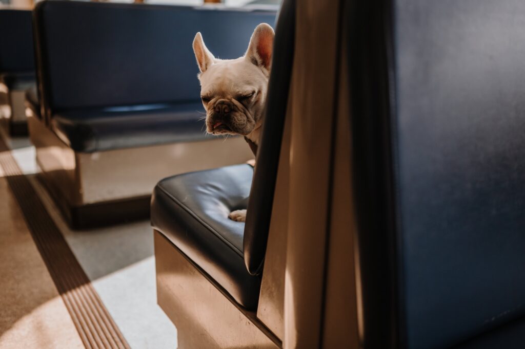 A furry friend met on the Ferry to San Juan Island.