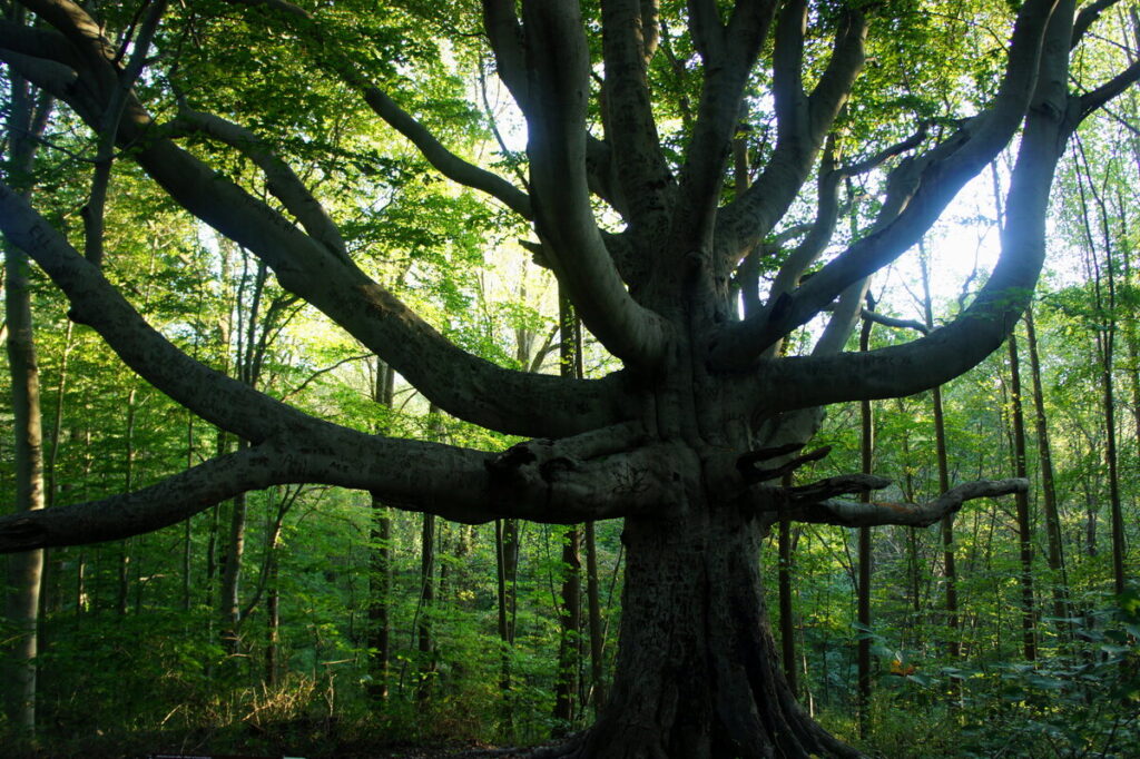 One of the mighty old trees found in Susquehanna State Park. A perfect place to say your vows.