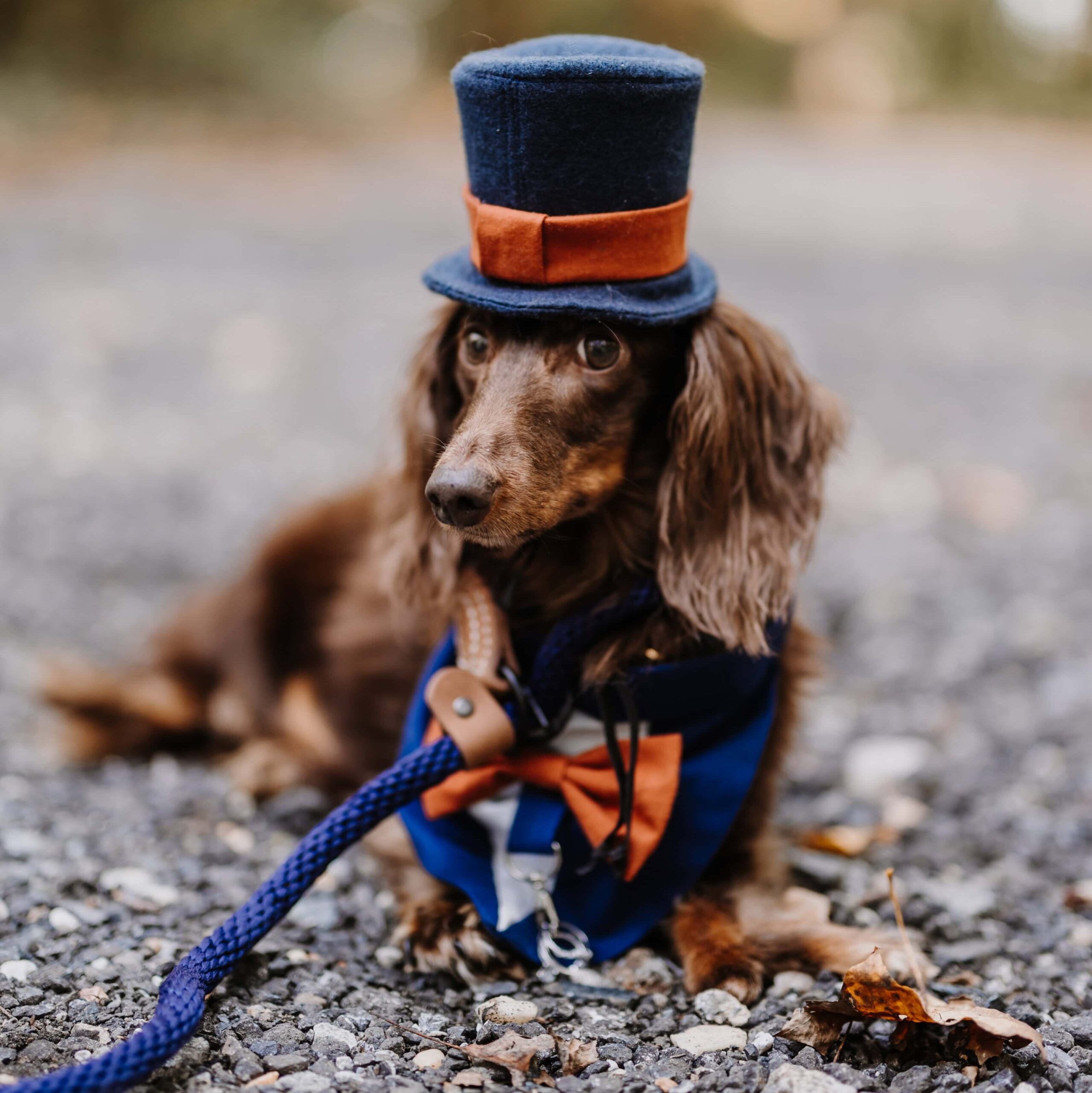 Dachshund dressed in a small suit with a tophat.