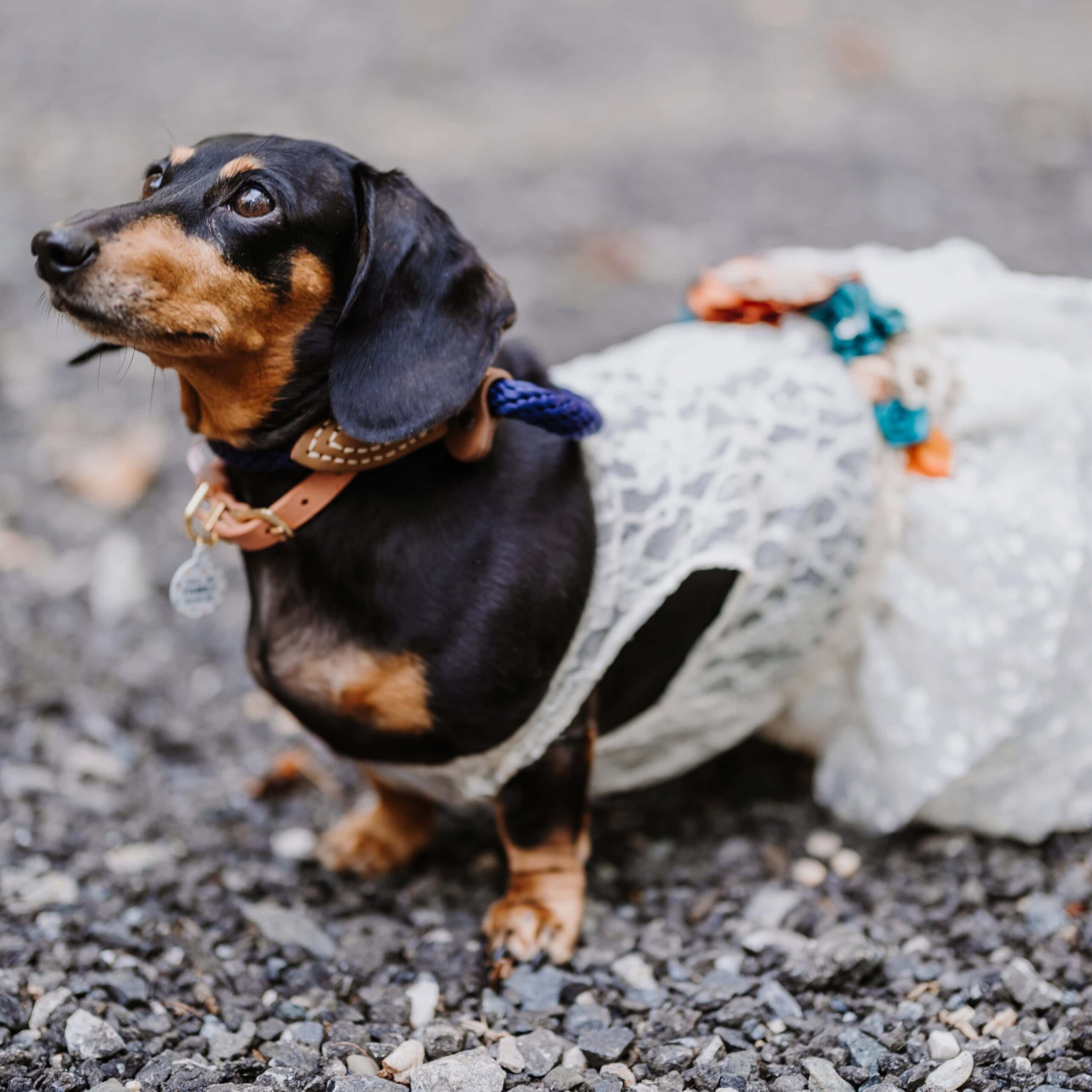 Dachshund dressed in a flower girl dress.