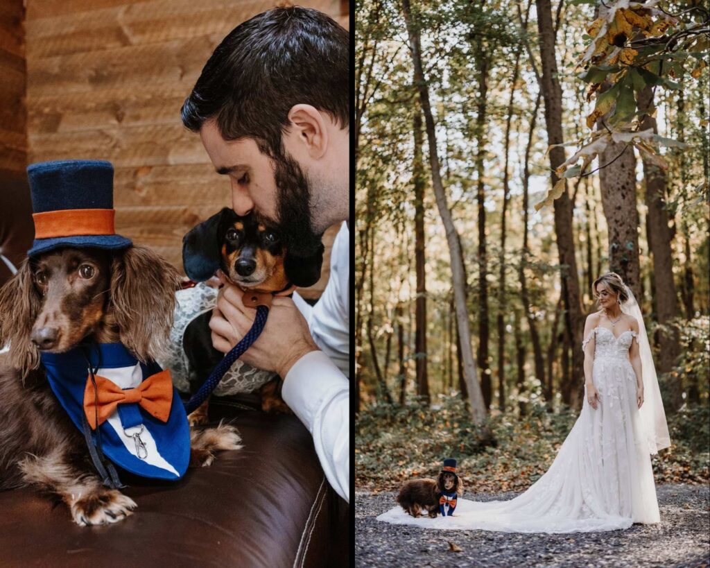 Groom getting ready his pups for first look with a bride