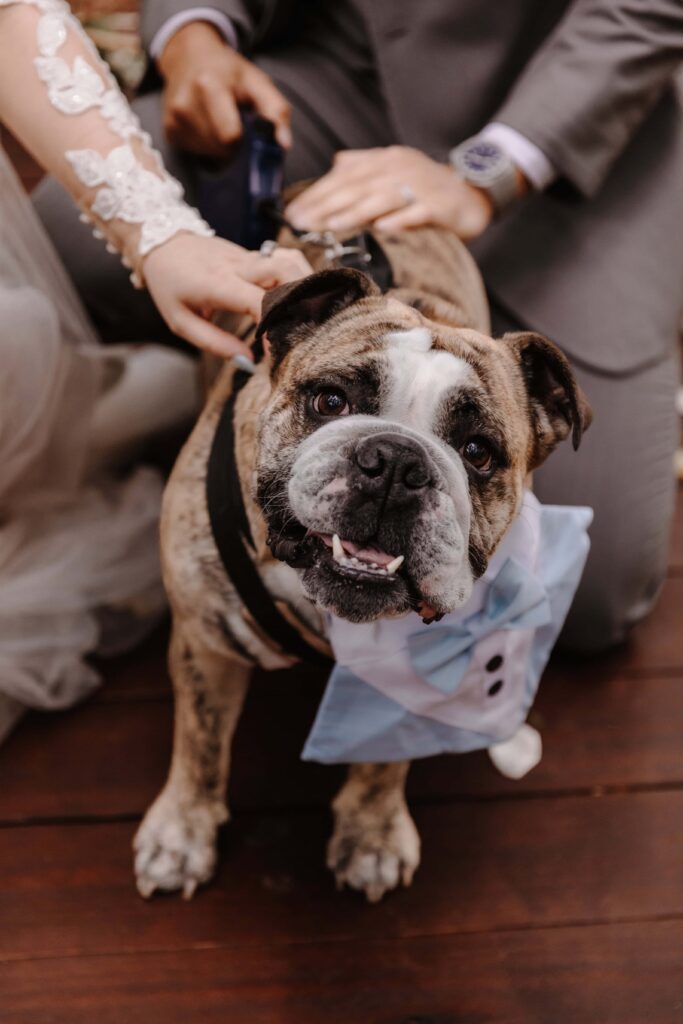 The best dog with a blue tuxedo-style bandana on. 